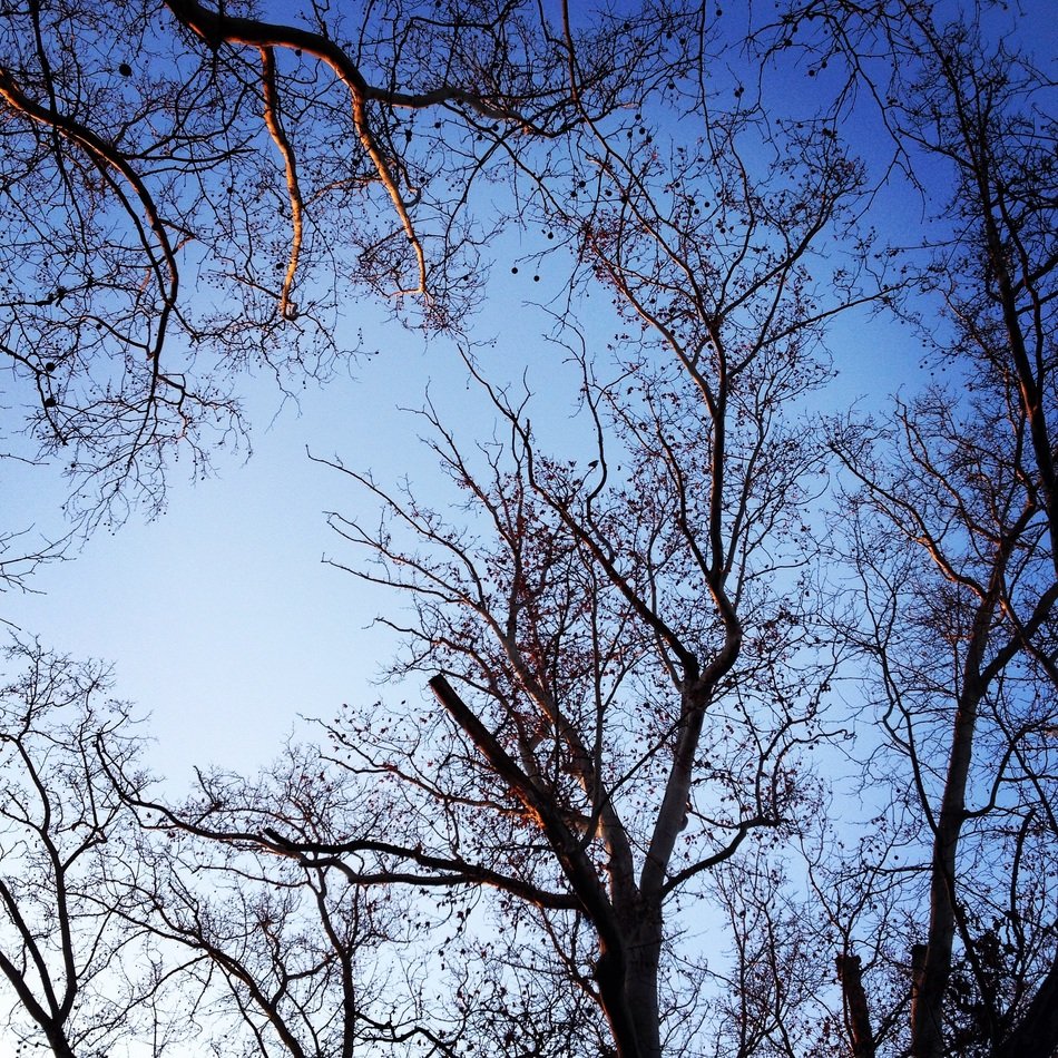 winter trees in the park in Budapest