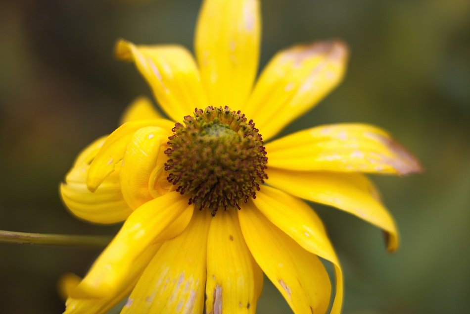 closeup picture of the inflorescence of the Yellow flower