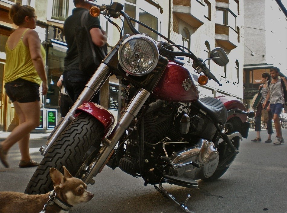 small dog before dog bike, sweden, stockholm