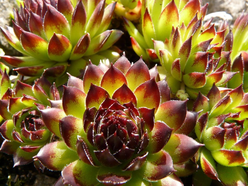 succulent plant in the form of sockets
