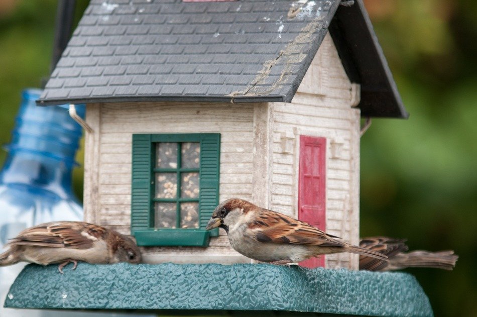sparrows and birdfeeder