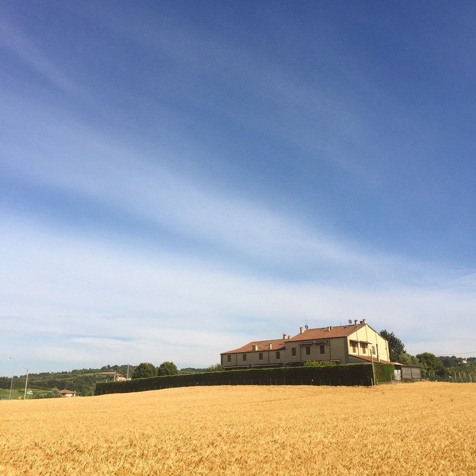 house near a wheat field in summer