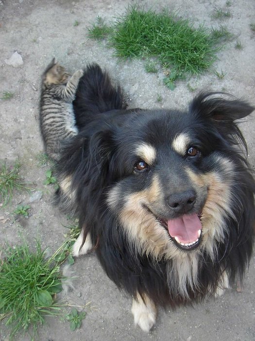 dog on the background of the cat