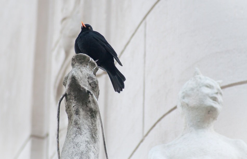 blackbird on statue