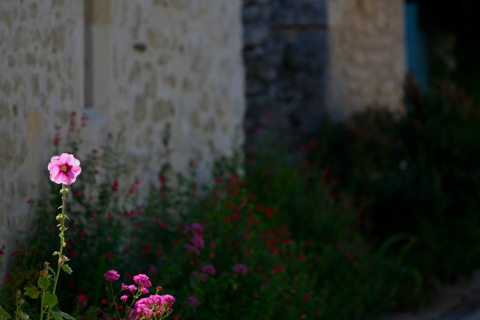 Pink flowers near the house