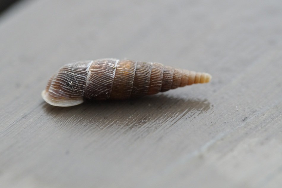 oblong narrow snail shell