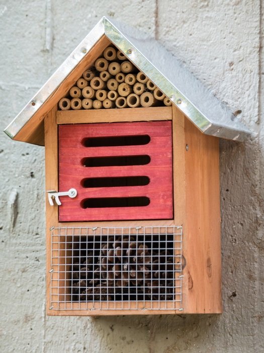 colored house for insects close-up