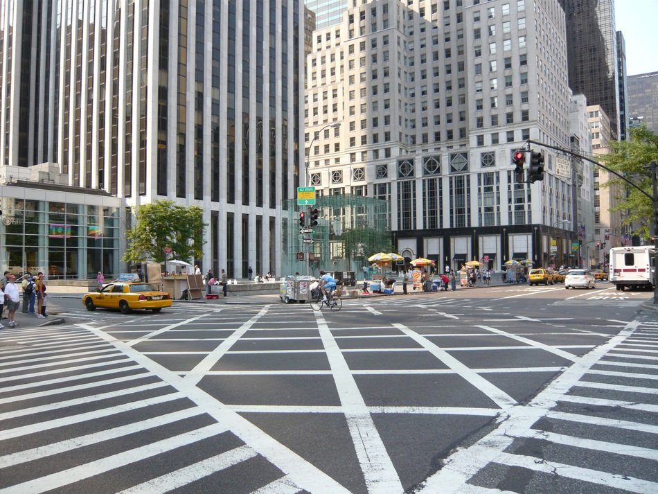 zebra on the road in new york