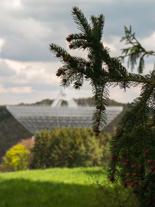 spruce branch and the Observatory building among colorful nature
