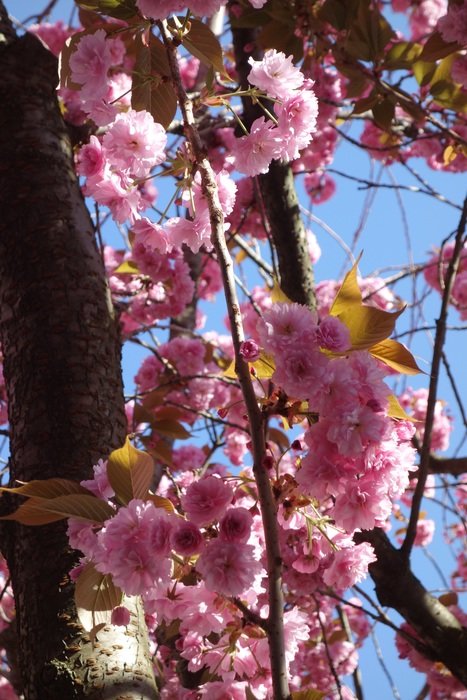cherry blossom in spring in bonn