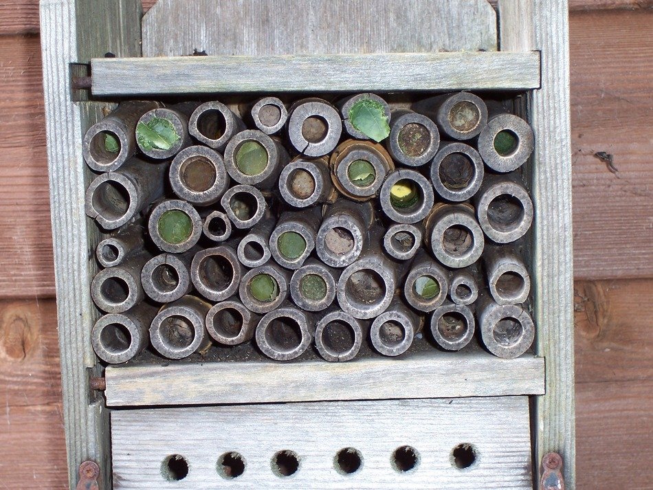 insect house leaf-cutter bees