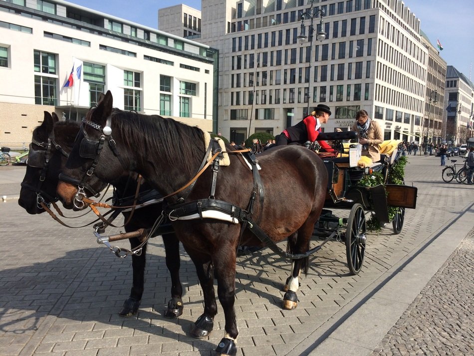 horse berlin