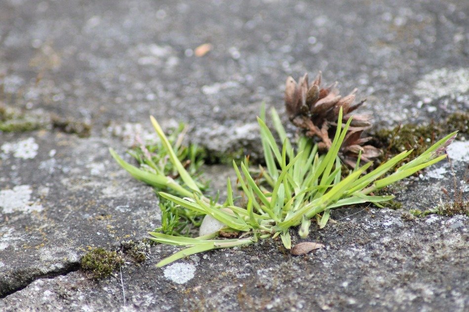 strikingly beautiful grass