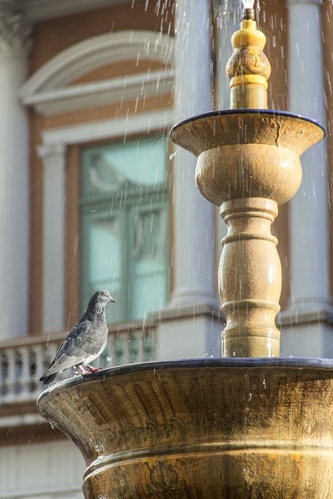 square pigeon eventide