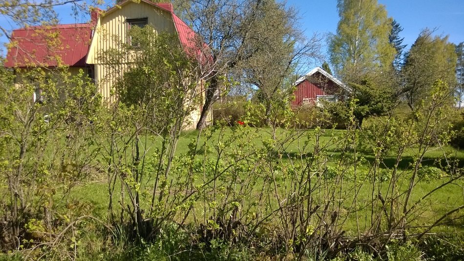 trees with new leaves near the house
