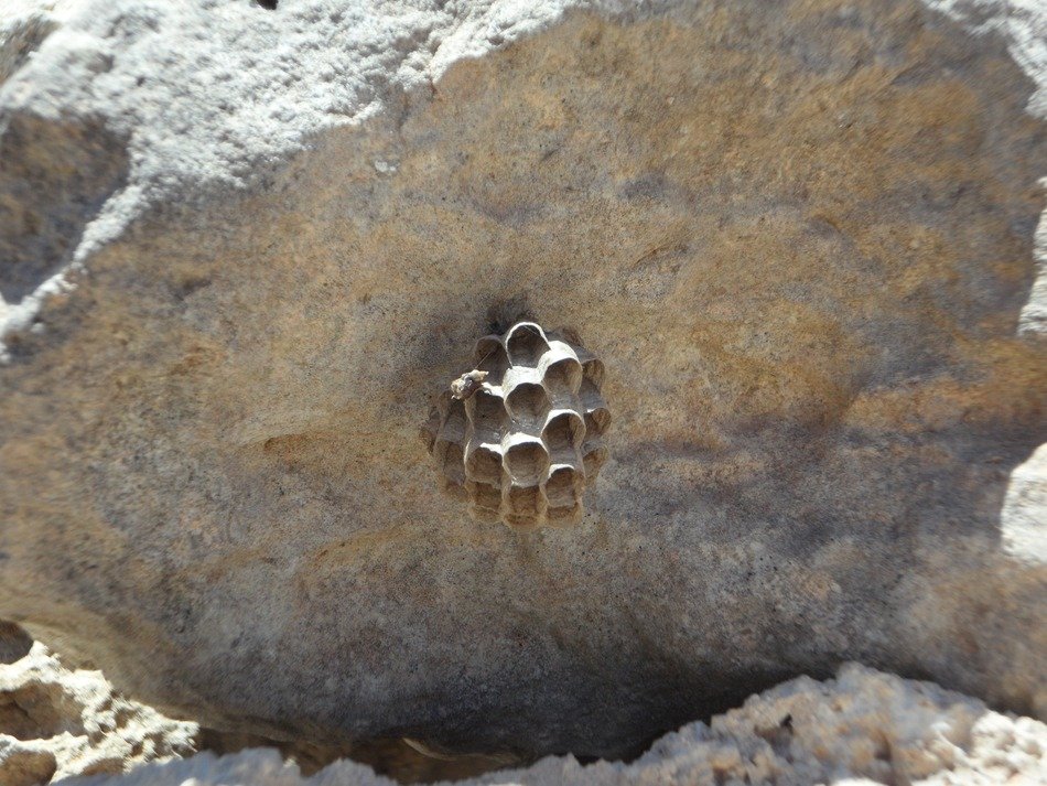 the hive housing
