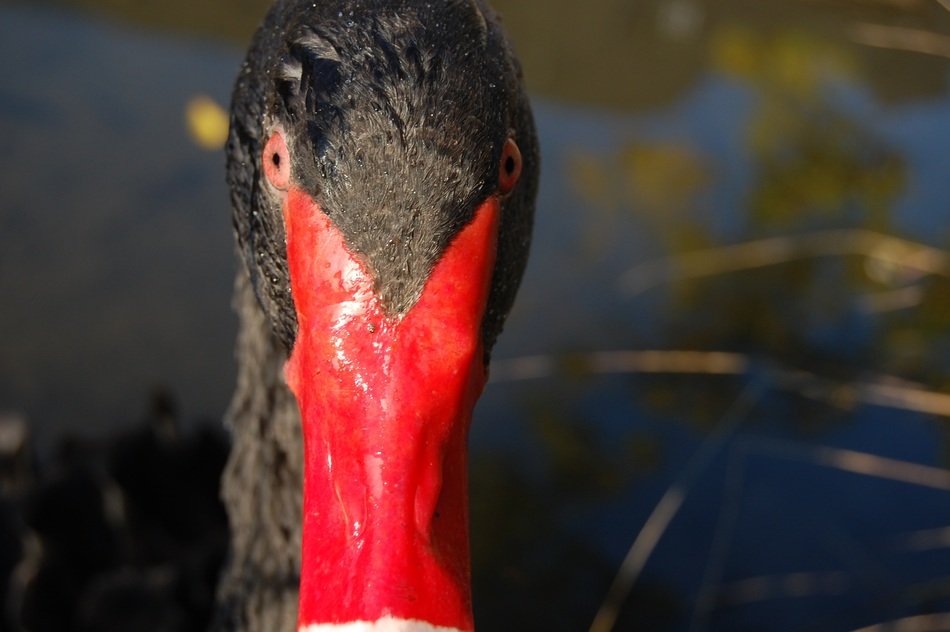 bird with red beak on the pond