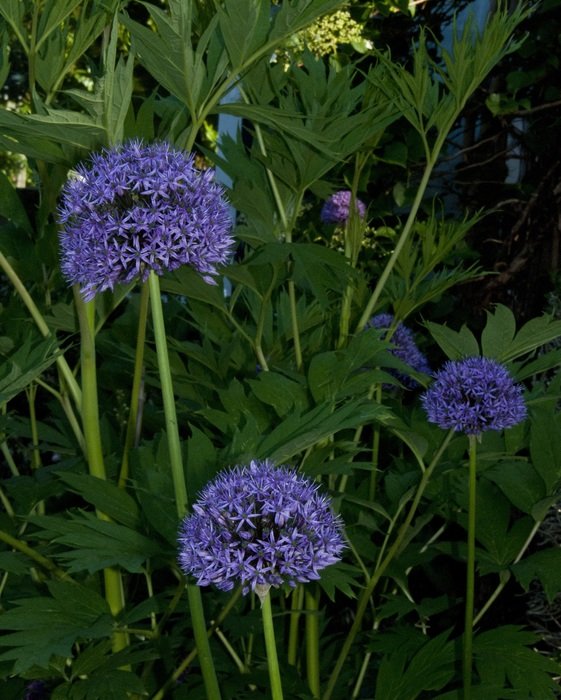 onion plants in City garden