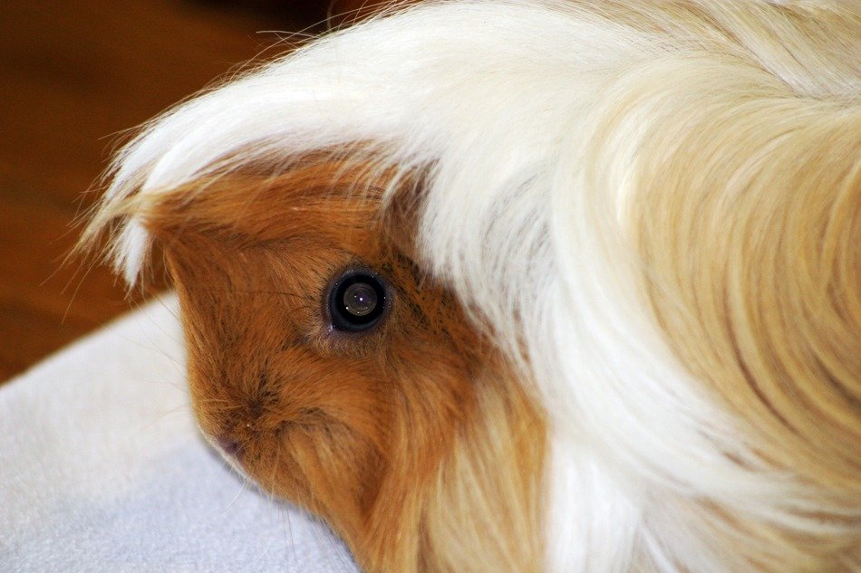 guinea pig in profile