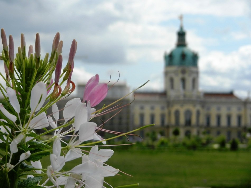 white flowers on the background of the castle