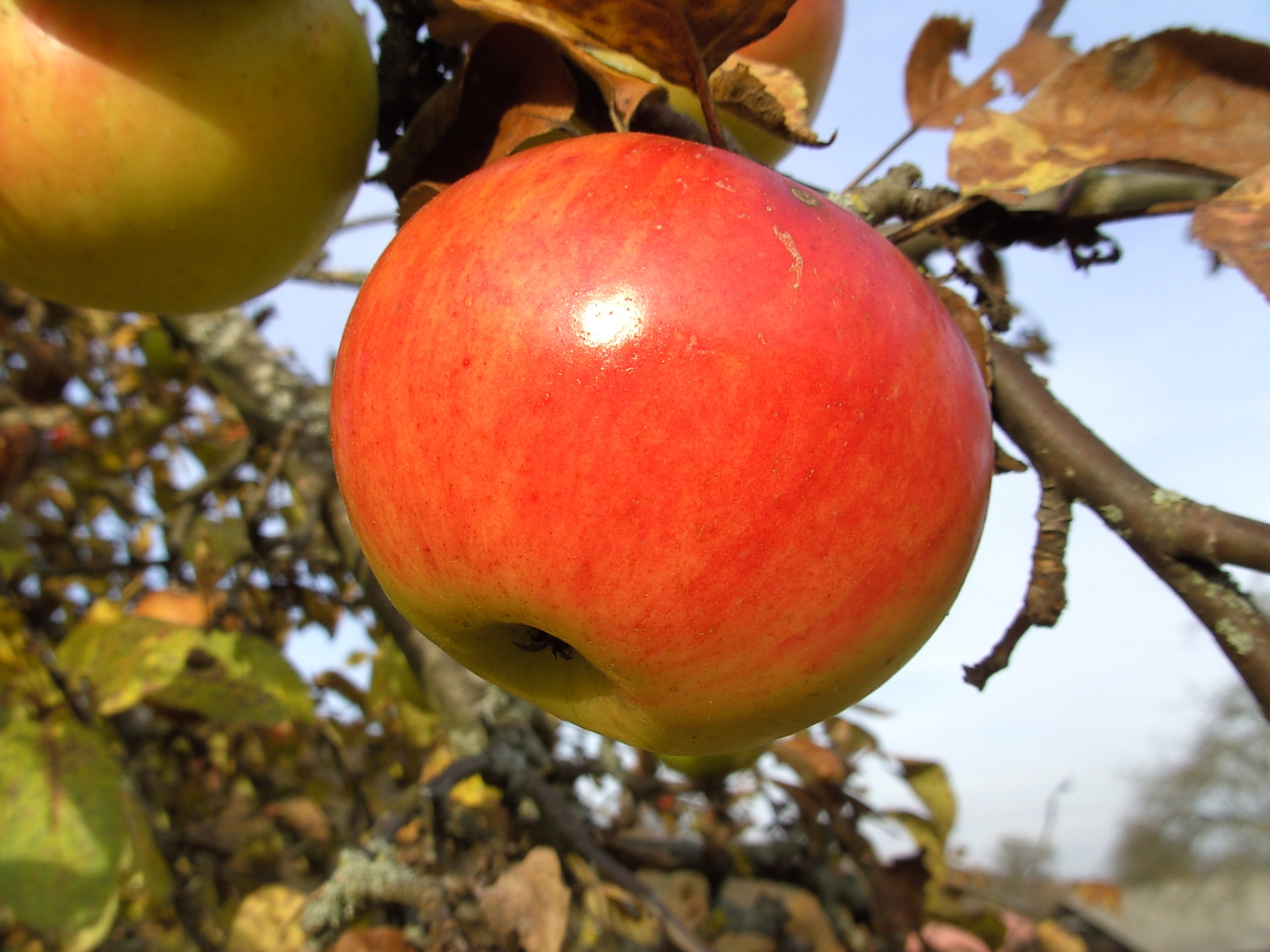 apple-harvest-in-autumn-free-image-download