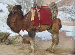 a camel stands on the street in sahara