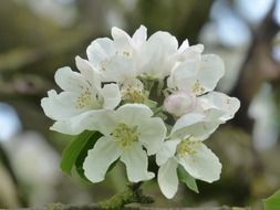 apple blossom bouquet