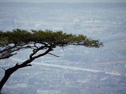 pine top at foggy distant cityscape