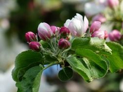 pink and white buds of apple