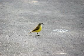 yellow bird on asphalt