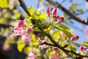 apple blossom tree branch