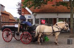 old coachman on vintage carriage drawn by two white horses