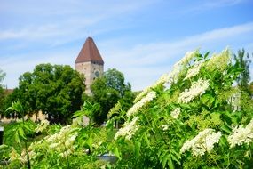 goose tower