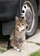 cat sits near a car wheel