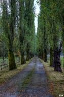 treesin rows at road, countryside landscape