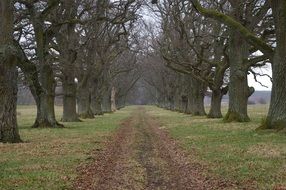 oak alley road ahead