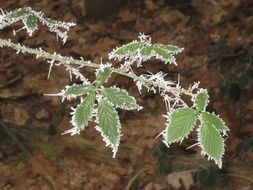 green leaves in hoarfrost