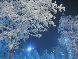 snow trees