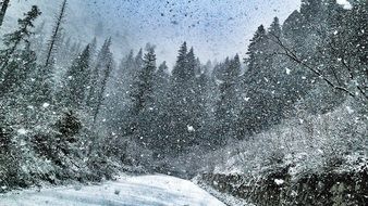 Snowy road in the forest