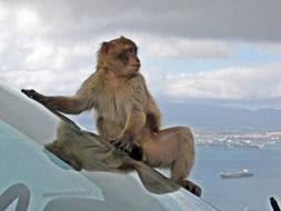 barbary macaque on the car's windshield