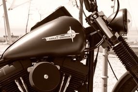 black and white photo of Harley