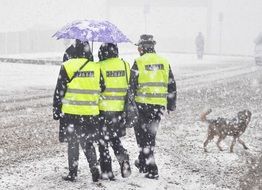 snow patrols and dog