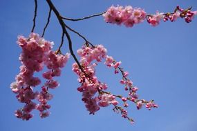 japanese cherry branches