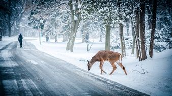 deer near a snowy road