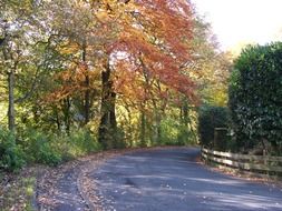 colorful trees on roadside at fall