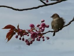 wild sparrow on a branch with berries