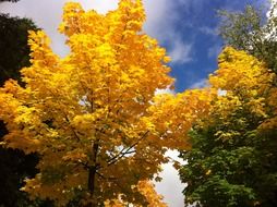 yellow and green maple on European street