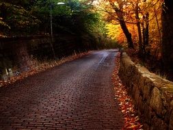 brick road in the autumn forest