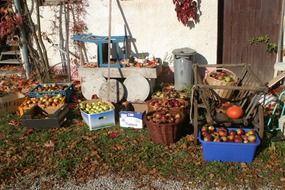 Fruits of the orchard