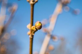 cornel flower bud on branch close up